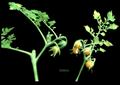 Lycopersicon cheesmanii